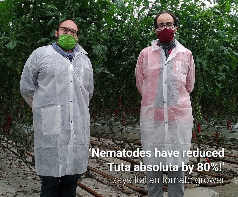 Опыт итальянских производителей томатов