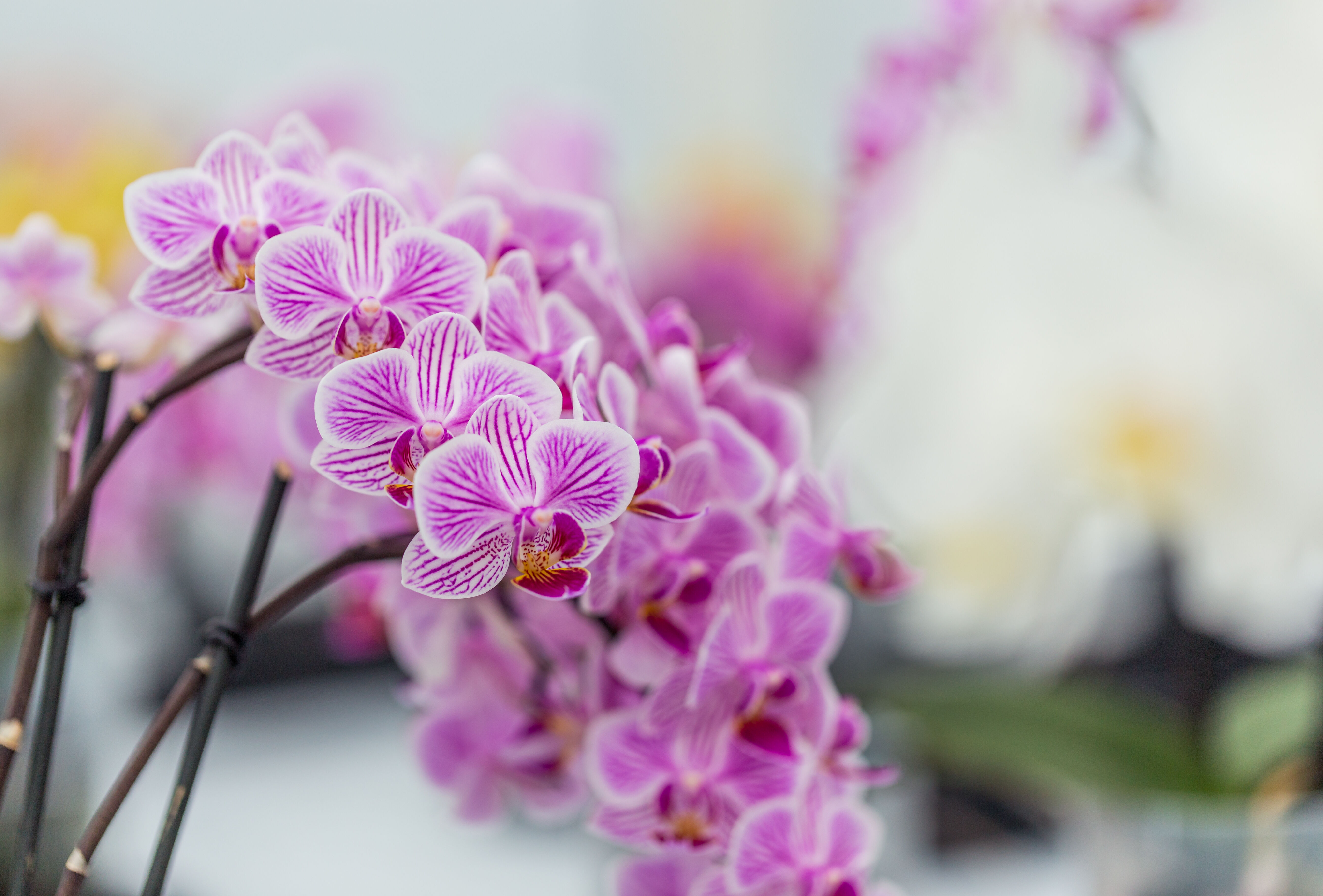 Tiestos para orquideas