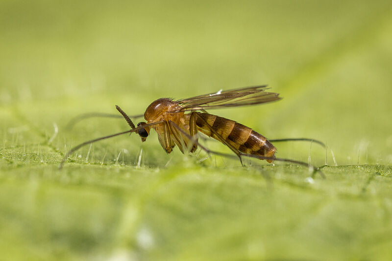 Fungus gnats Lyprauta Cambria