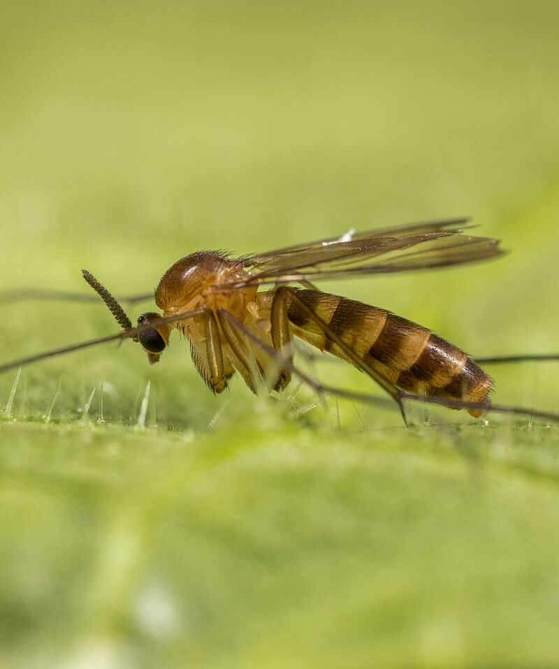 Fungus gnats Lyprauta Cambria